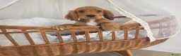 Cocker Spaniel dogs for sale: Golden and Black working type cocker spaniels - Advert 25