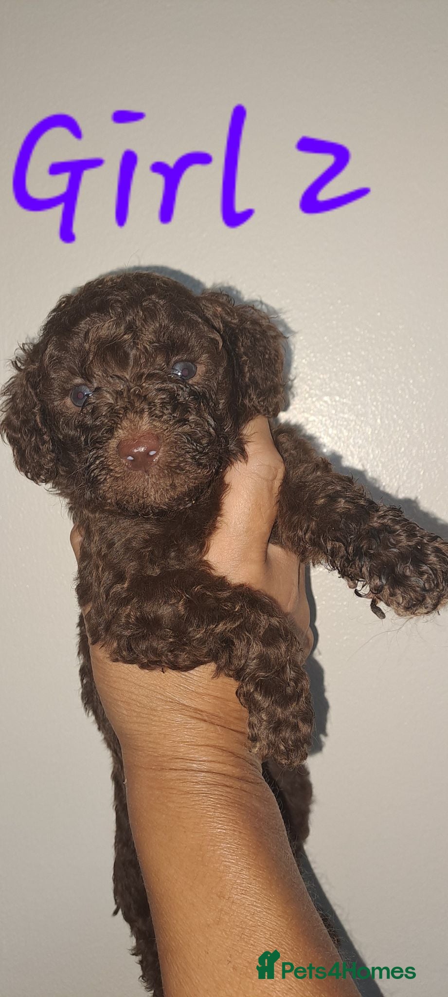 Toy Poodle dogs Health clear Kc chocolate toy poodles  - Advert 8