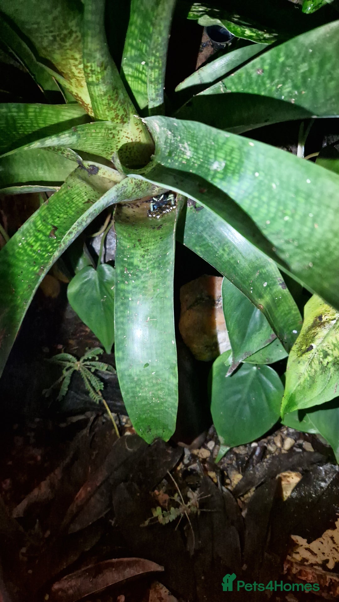 Frog reptiles for sale: Amereega basslei Sisa tadpoles  - Advert 3