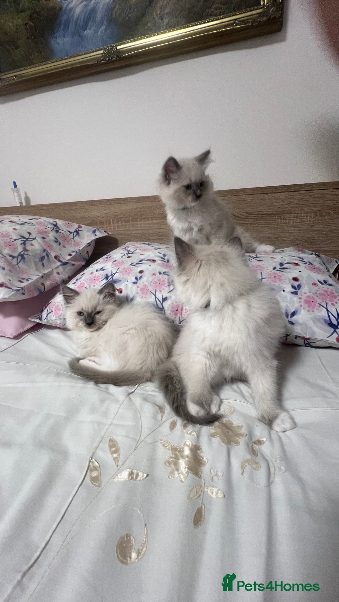 Ragdoll cats for sale: 3 Ragdoll kittens  - Advert 6