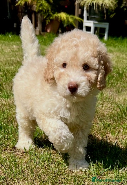 Labradoodle dogs READY NOW! Labradoodles F1b Health tested parents  - Advert 1