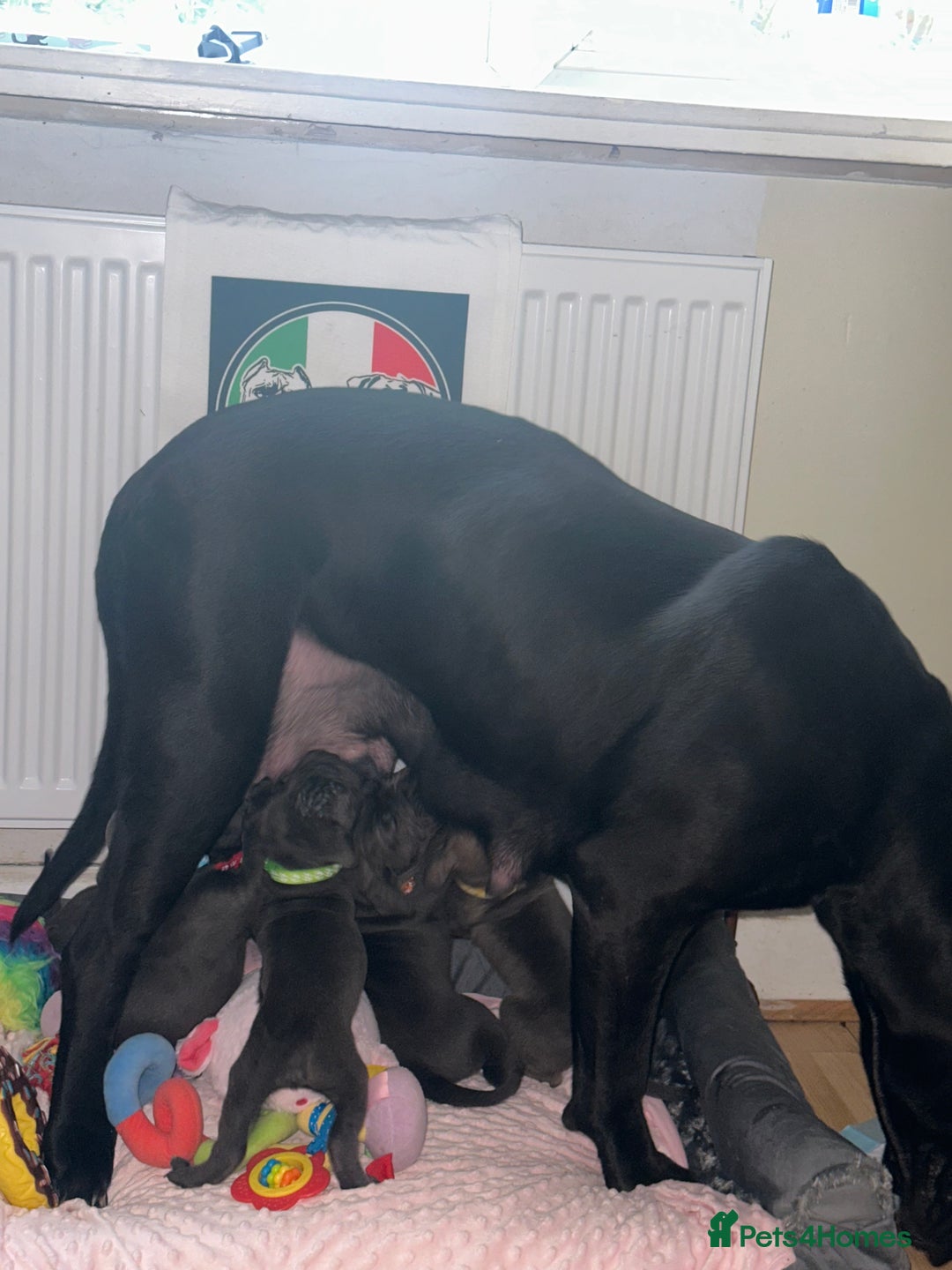 Cane Corso dogs for sale: Full bloodline Cane Corso Italiano FCI - Advert 2