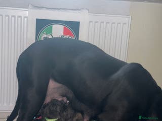 Cane Corso dogs Full bloodline Cane Corso Italiano FCI - Advert 1