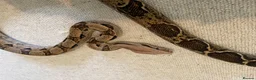 Boa Snake reptiles for sale: Boa Constrictor  - Advert 1