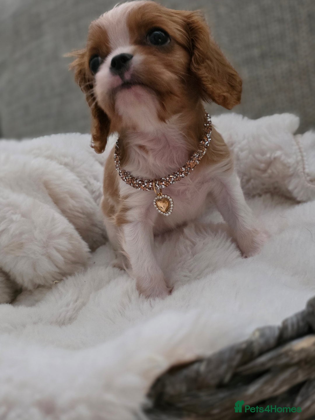 Cavalier King Charles Spaniel dogs for sale: Cavalier King Charles spaniel girl  - Image 4