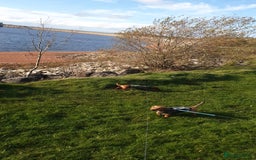 Dachshund dogs for sale: 2 7 month old boys  - Advert 3