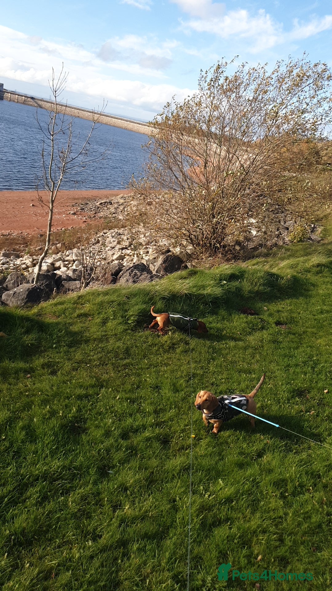 Dachshund dogs for sale: 2 7 month old boys  - Advert 3