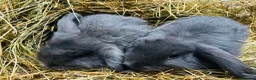 Mini Lop rabbits for sale: Mini lop rabbits - Advert 2