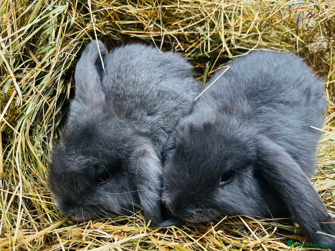 Mini Lop rabbits for sale: Mini lop rabbits - Advert 2