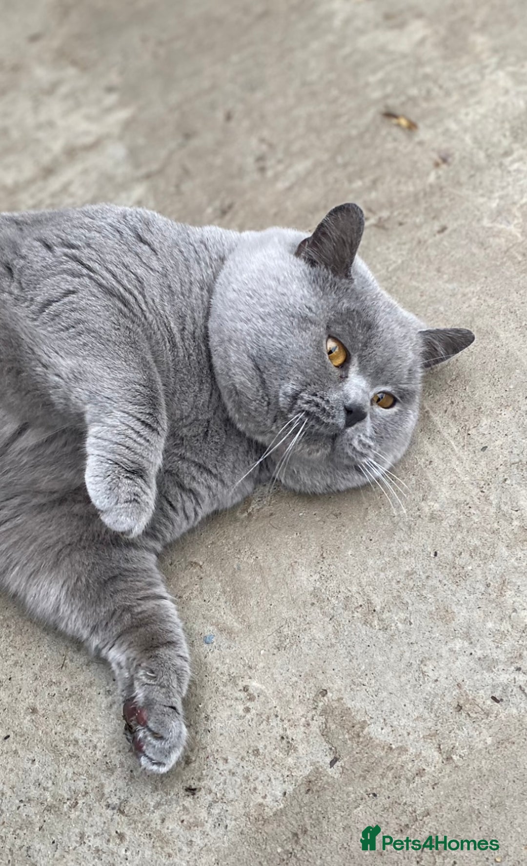 British Shorthair cats for stud: 💙 GCCF & TICA STUD DERBYSHIRE 💙 in Derby - Image 1