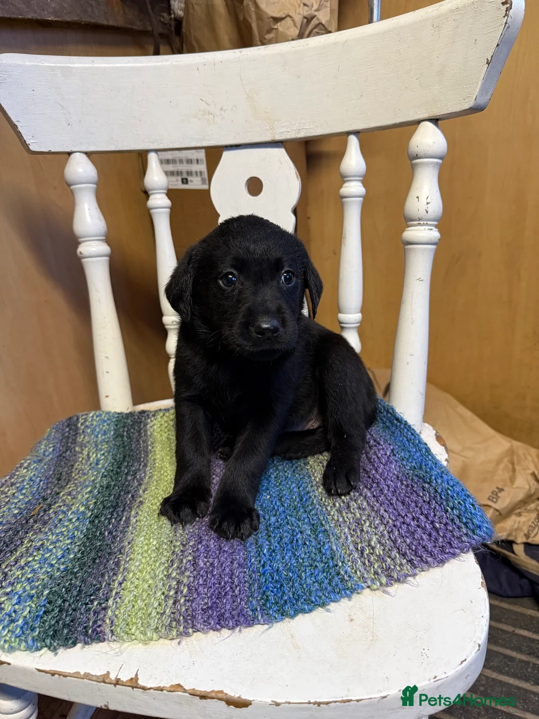 Labrador Retriever dogs for sale: 4 stunning black lab puppies - Advert 15