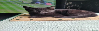 Domestic Shorthair 1