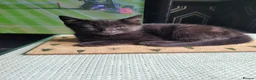 Domestic Shorthair cats for sale: 4 Kittens looking for new forever homes - Advert 16
