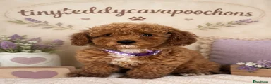 Cavapoo Puppy 1