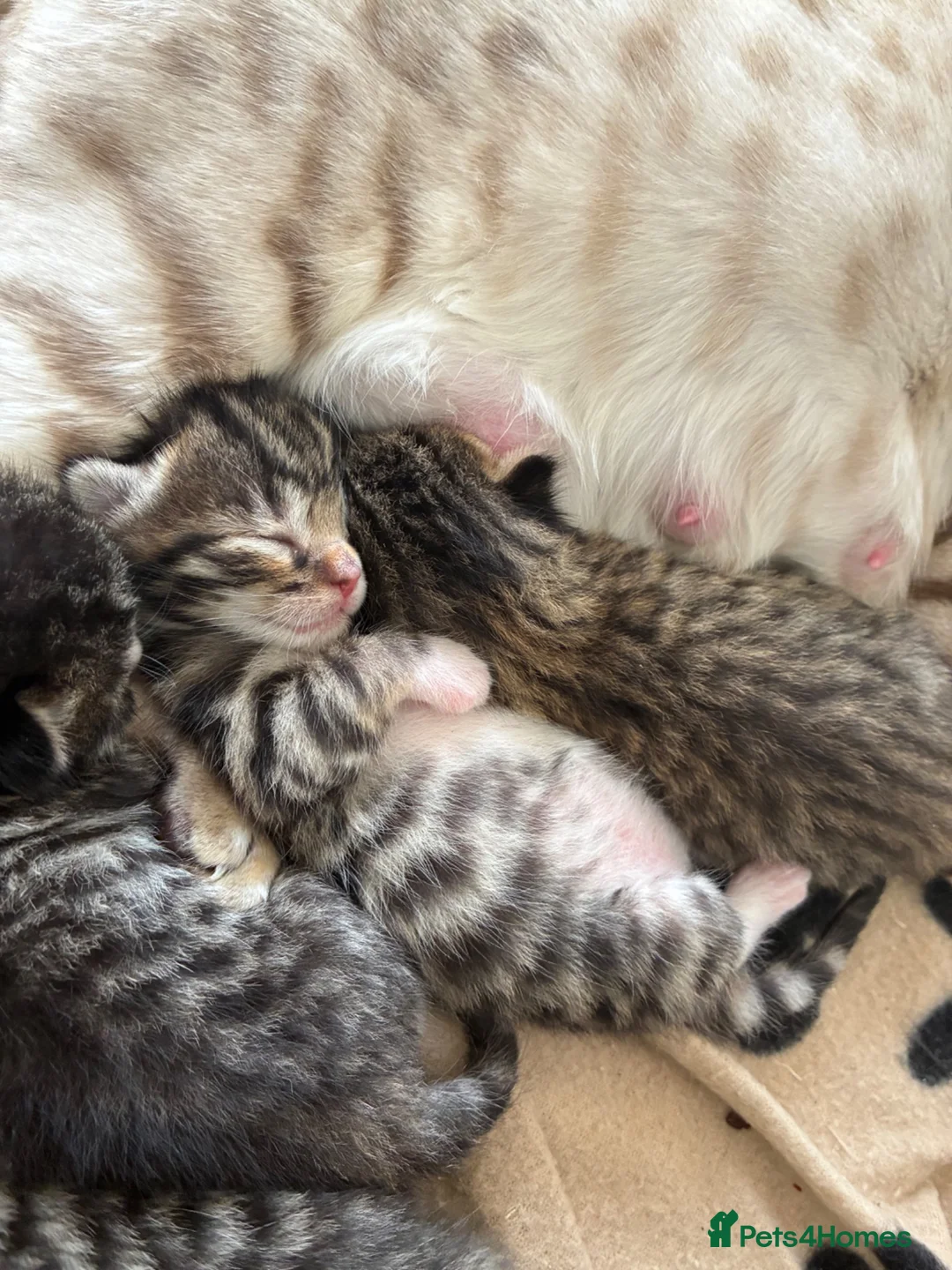 Bengal cats for sale: Gorgeous Bengal kittens  - Advert 2