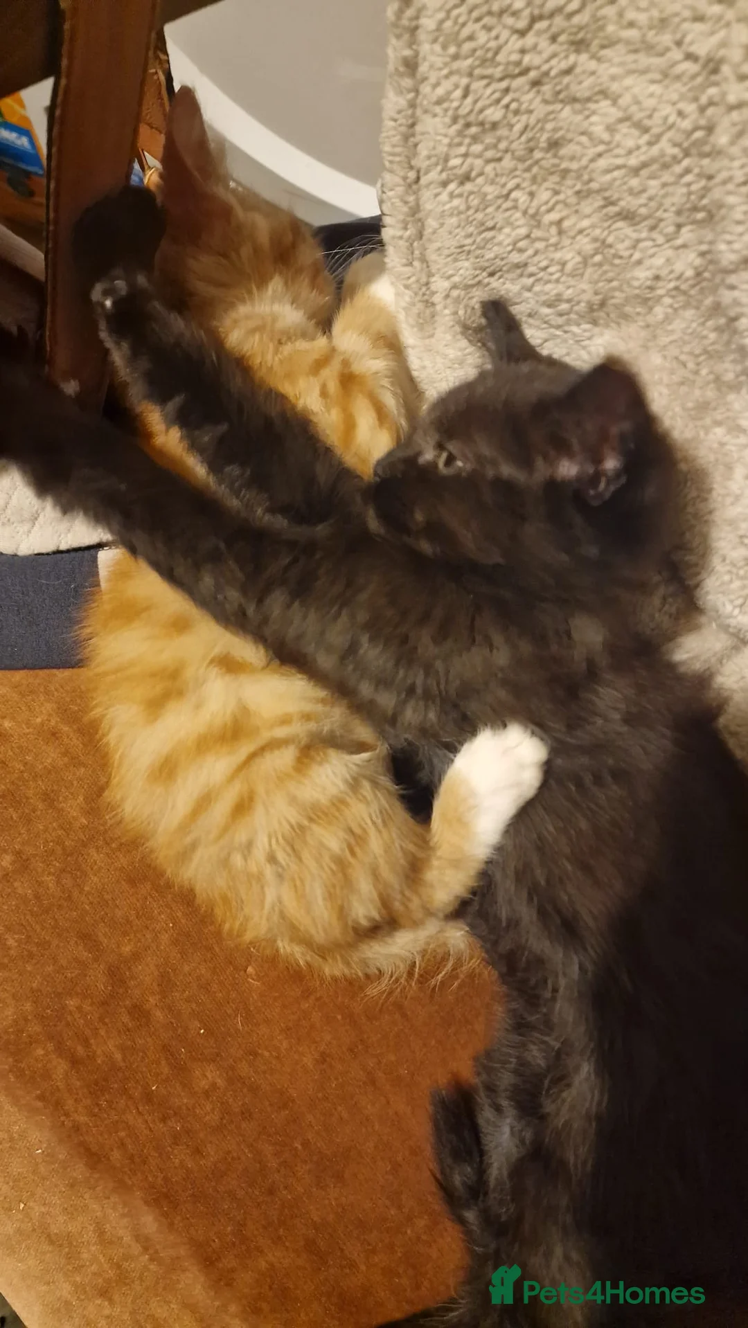 Mixed Breed cats for sale: Kittens for sale - Advert 3