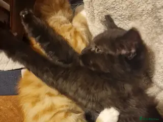 Mixed Breed cats Kittens for sale - Advert 17