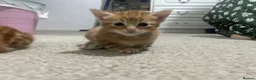 Domestic Shorthair cats for sale: Four beautiful kittens 9 weeks, READY TO GO! - Advert 32