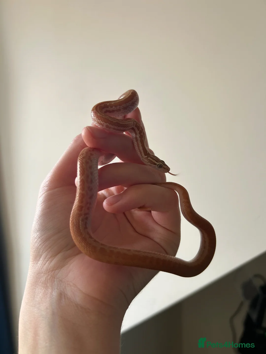 Snake reptiles for sale: CB24 female T+ Albino African House Snake in Derby - Advert 2