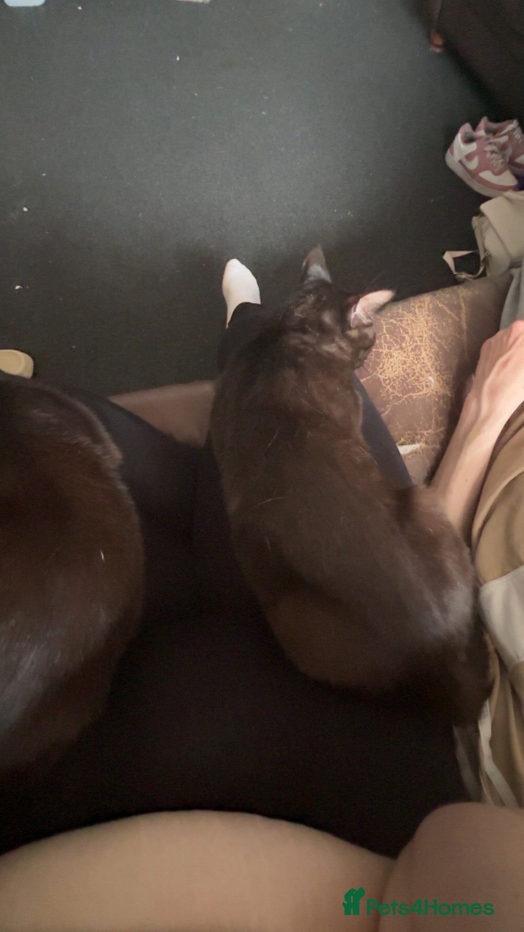 Mixed Breed cats for sale: Mufasa and scar  - Image 2