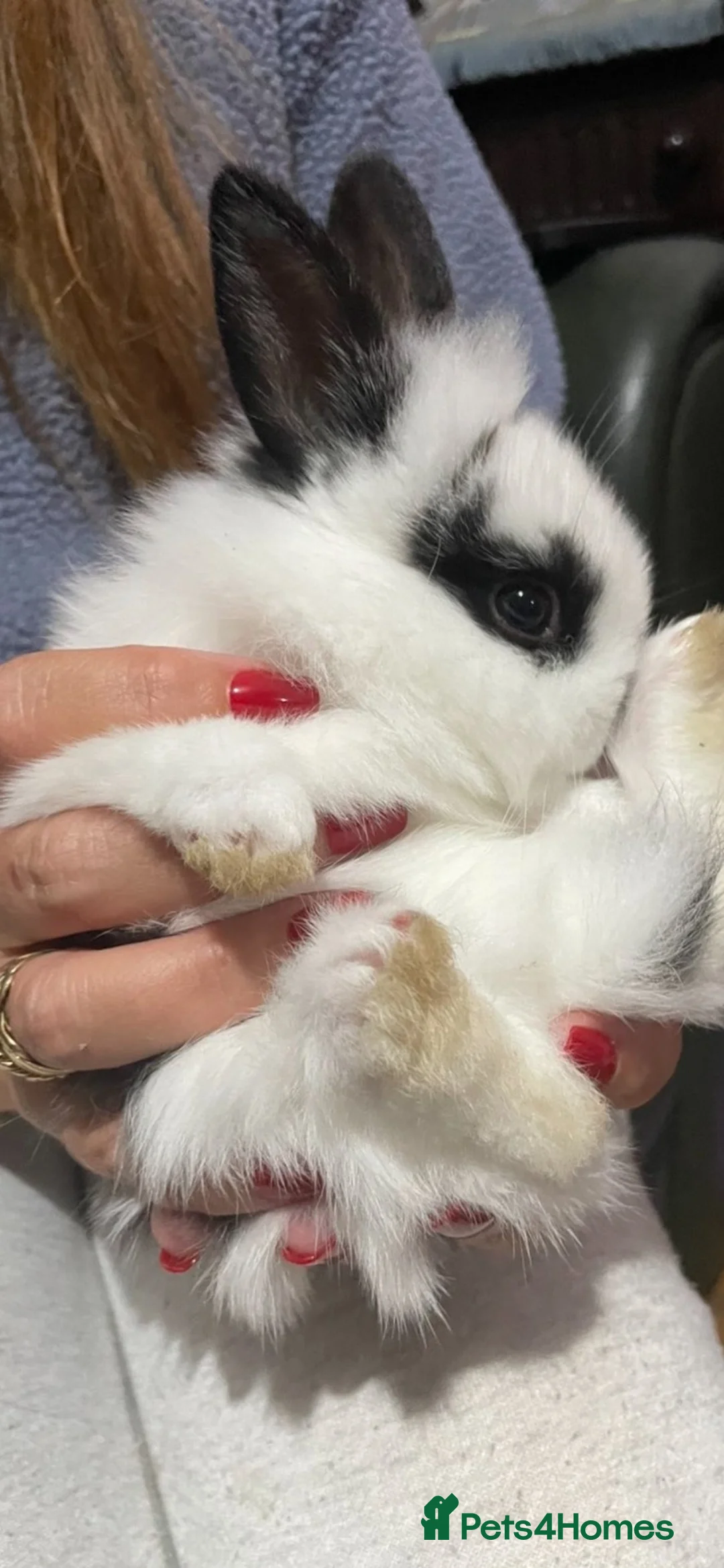 Mixed Breed rabbits for sale: Lionhead x Netherland dwarf baby girls.  - Advert 2