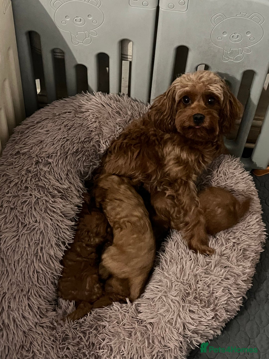 Cavapoo dogs for sale: 5⭐️⭐️⭐️⭐️⭐️F1b Curly Teddy Cavapoo’s DNA/heart  - Image 18