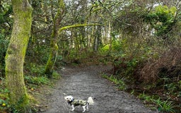 Cavachon dogs for sale: Rehoming charlie - Image 6
