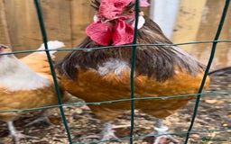 Chickens poultry for sale: Purebred Vorwerk chicks and chickens for sale - Image 12