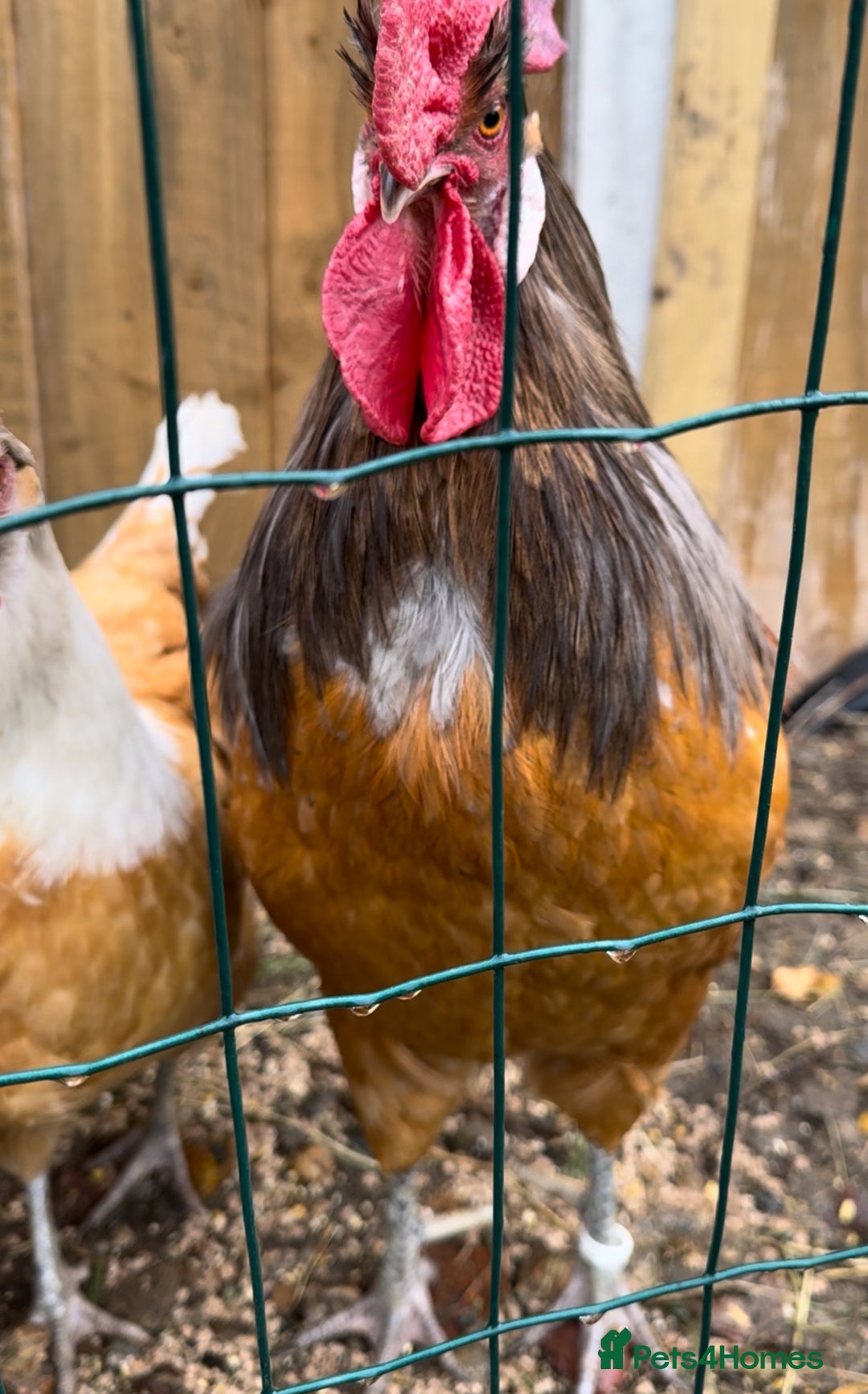 Chickens poultry for sale: Purebred Vorwerk chicks and chickens for sale - Image 12
