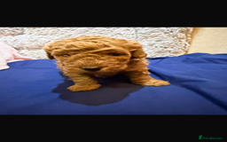 Cavapoo dogs for sale: beautiful cavapoo puppies ready to leave soon❤️ - Advert 5