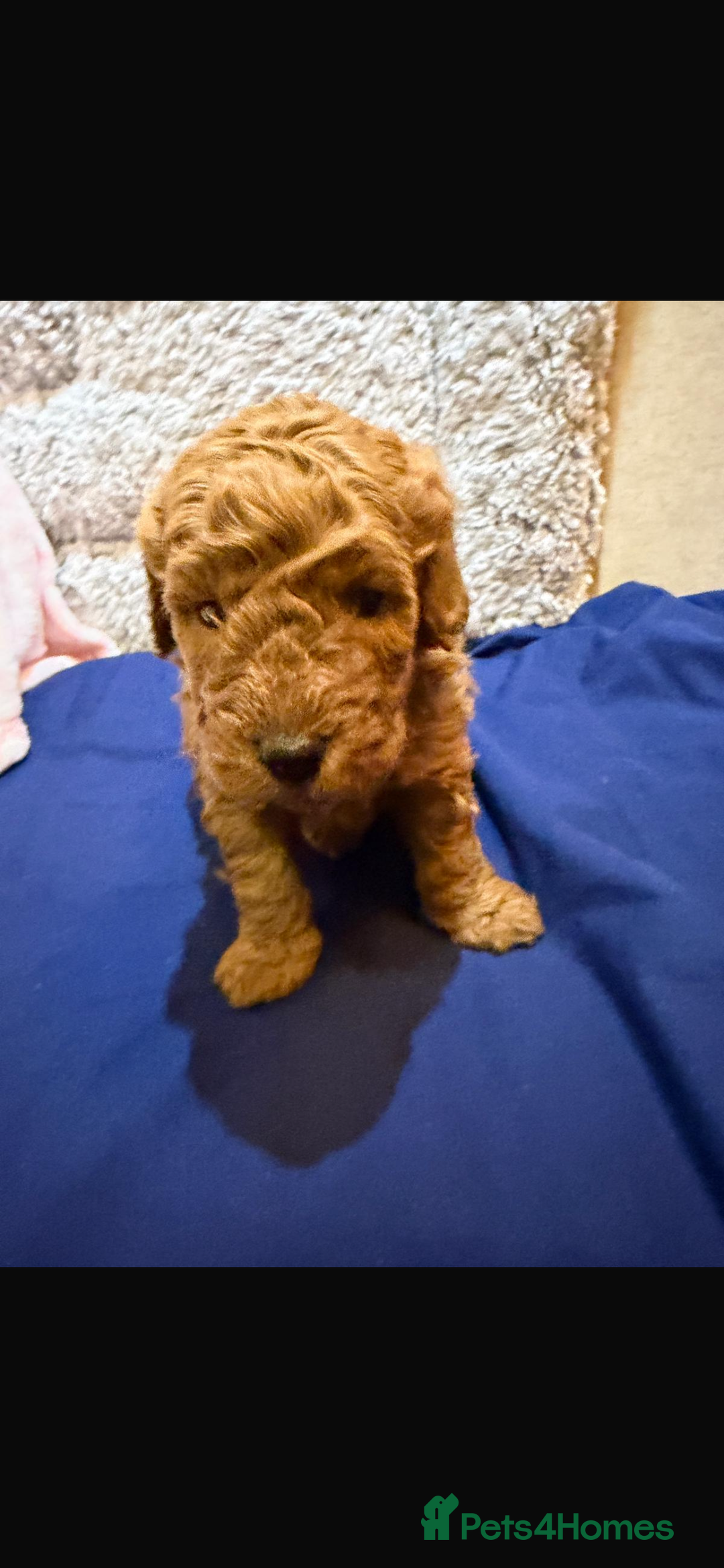 Cavapoo dogs for sale: beautiful cavapoo puppies ready to leave soon❤️ - Advert 5