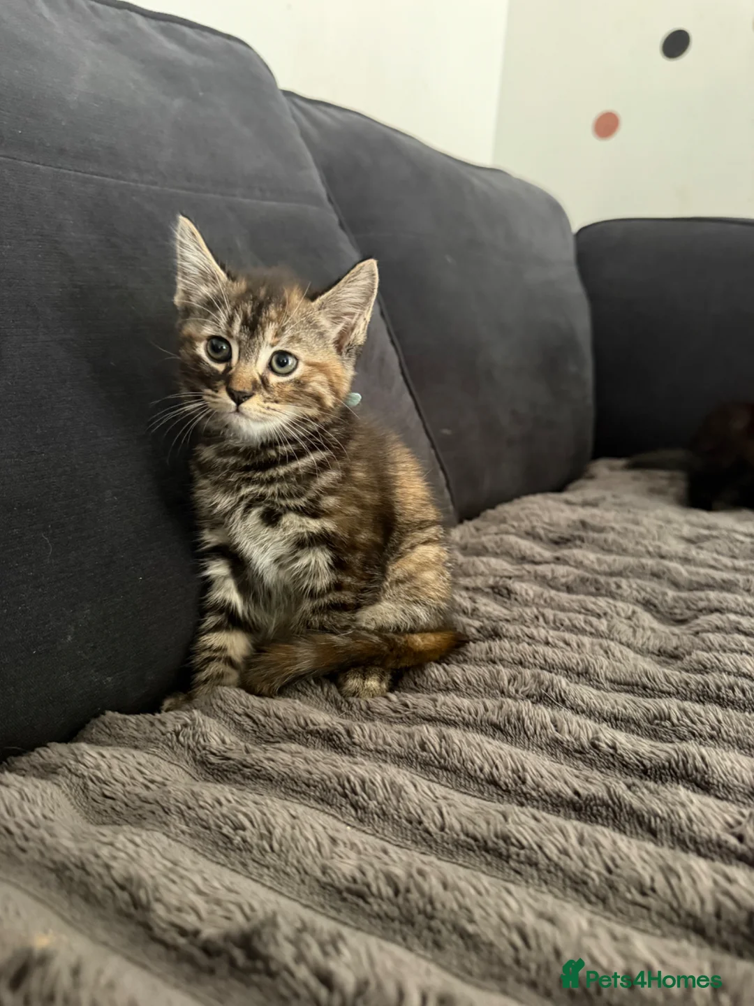 Mixed Breed cats for sale: Fluffy kittens  - Advert 7
