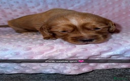 Cocker Spaniel dogs for sale: Red cocker spaniel  - Image 15