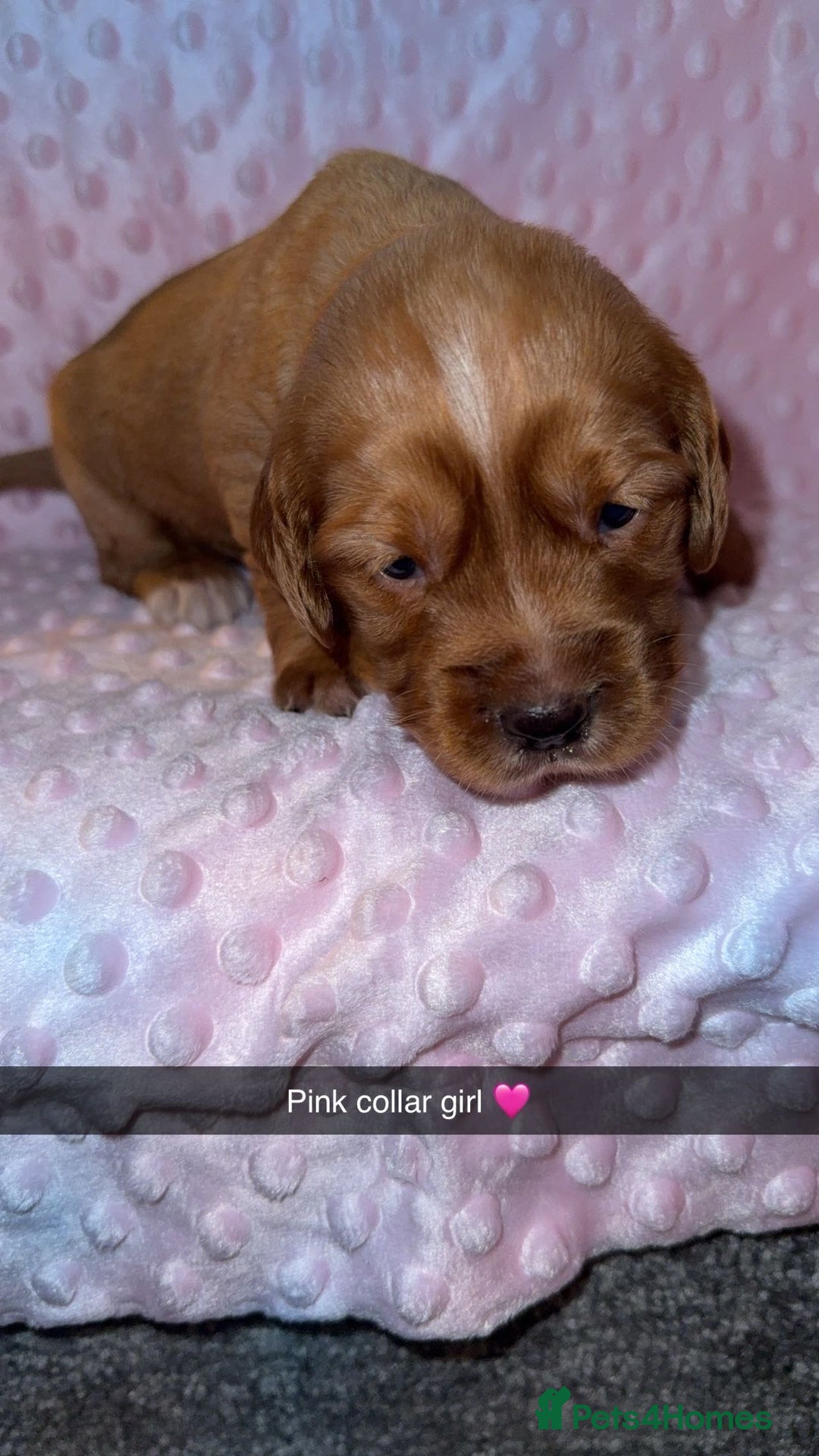 Cocker Spaniel dogs for sale: Red cocker spaniel  - Image 15