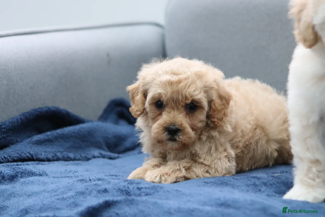 Cavapoochon dogs for sale: Cavapochon puppies for sale - Advert 16