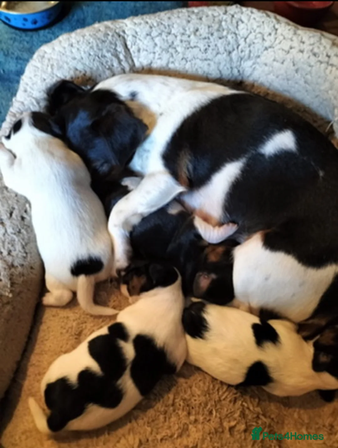 Jack Russell dogs for stud: Jack Russell available for stud - Advert 12