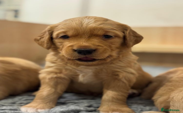 Golden Retriever dogs - Advert 15