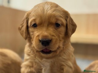 Golden Retriever dogs - Advert 2