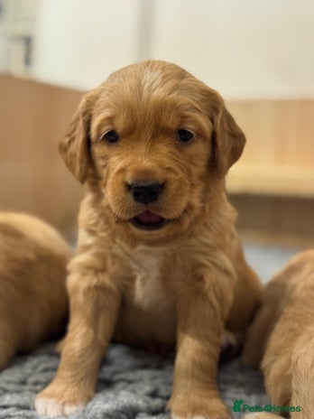 Golden Retriever dogs - Advert 1