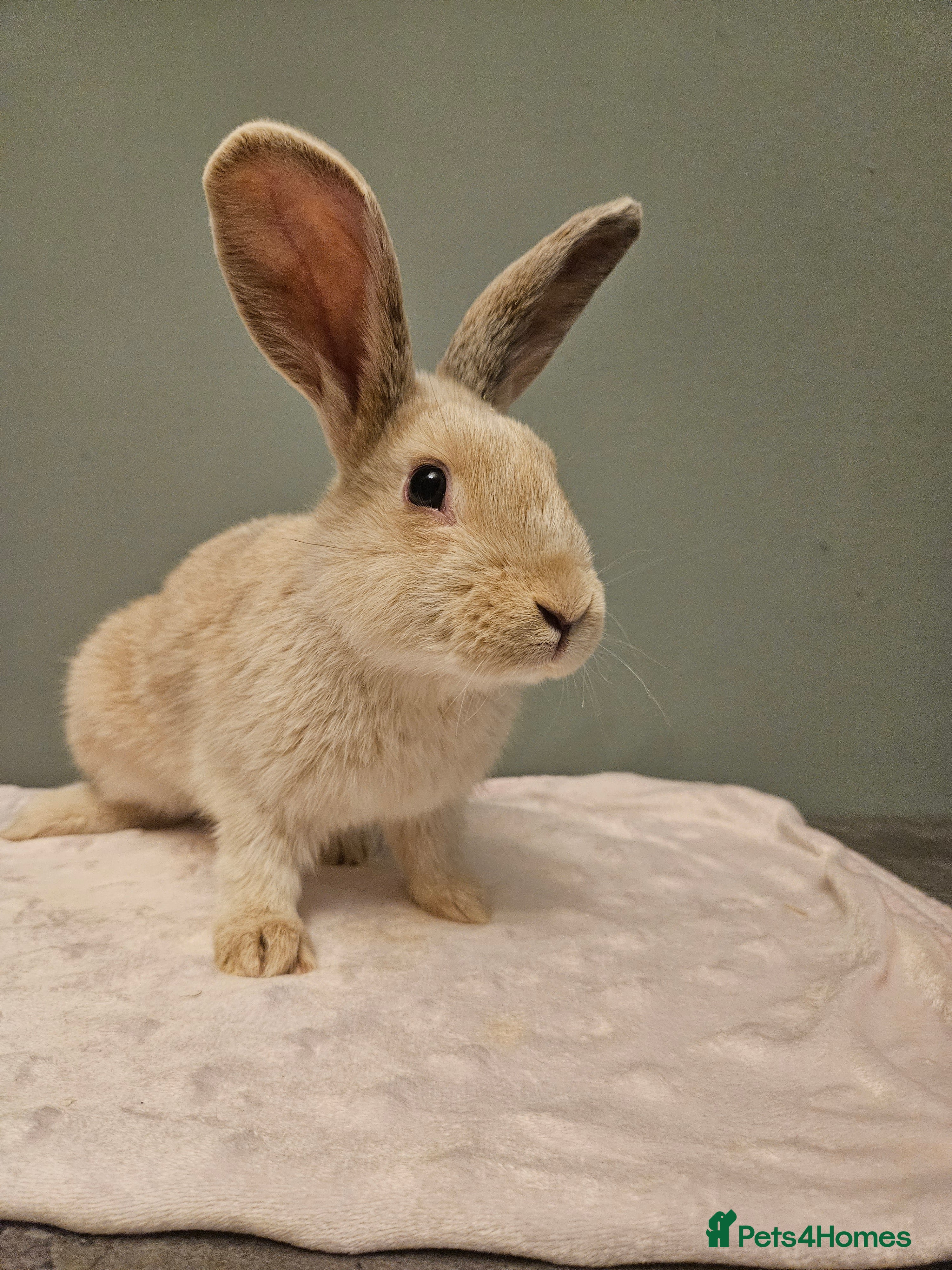 Mixed Breed rabbits Flemish Giant x buck ** last one left** - Advert 1