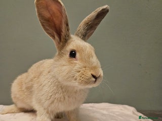 Mixed Breed rabbits Flemish Giant x buck ** last one left** - Advert 4