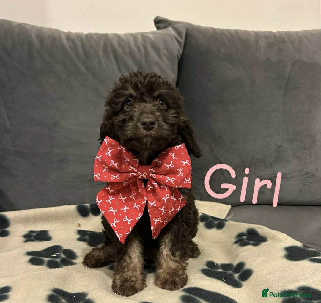 Cockapoo dogs for sale: F2 cockapoo - Image 2