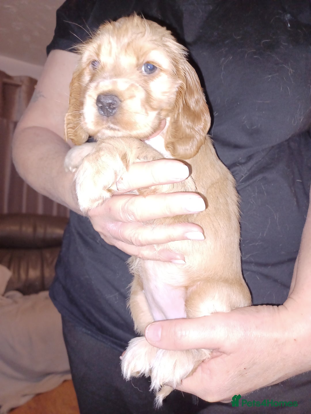 Cocker Spaniel dogs for sale: Golden KC Registered English Show Cocker Spaniels - Advert 20