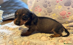 Dachshund dogs for sale: Stunning Miniature Dachshund Pups - Image 12