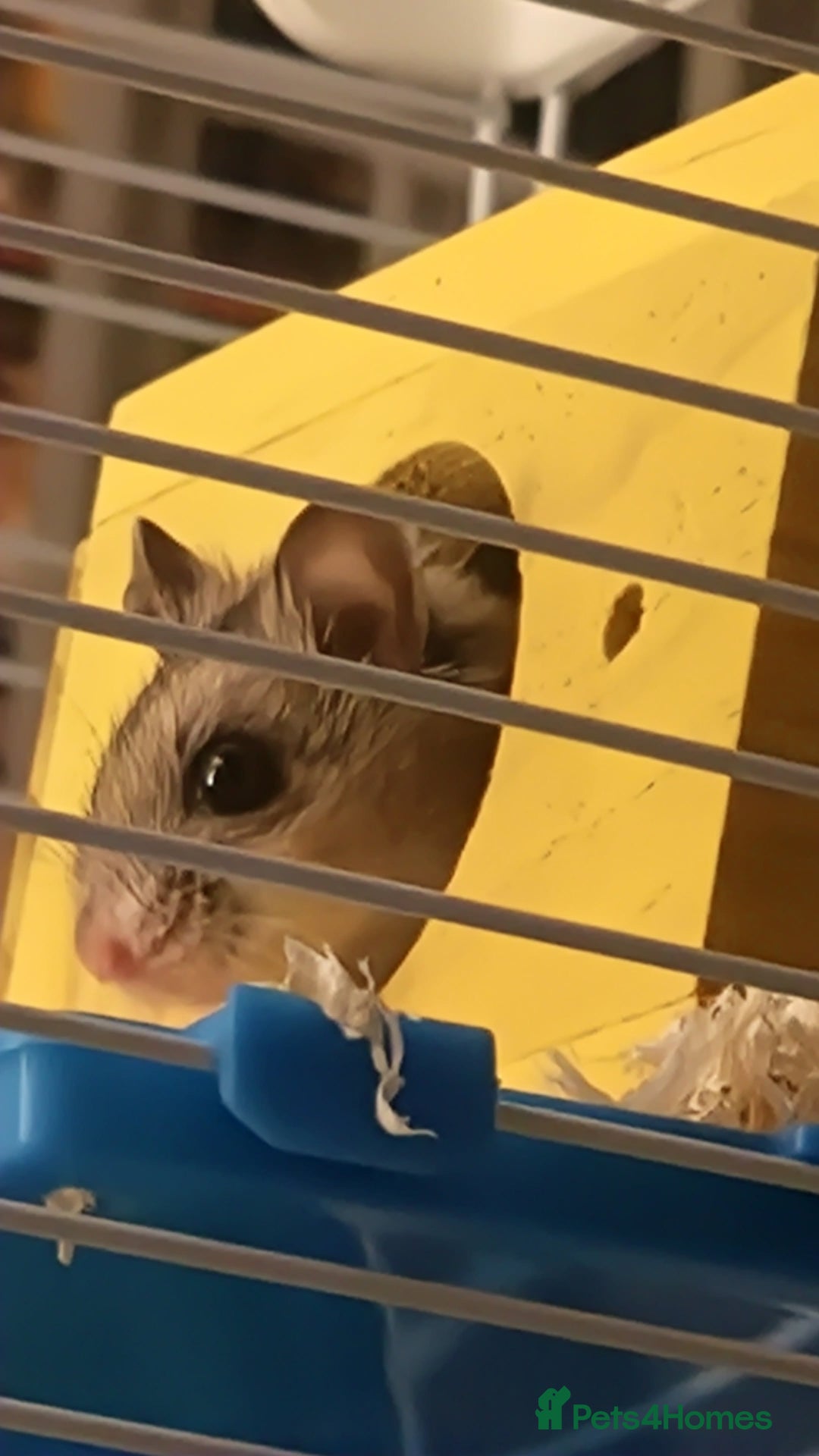 Hamster rodents for sale: Chinese Hampster - Advert 2