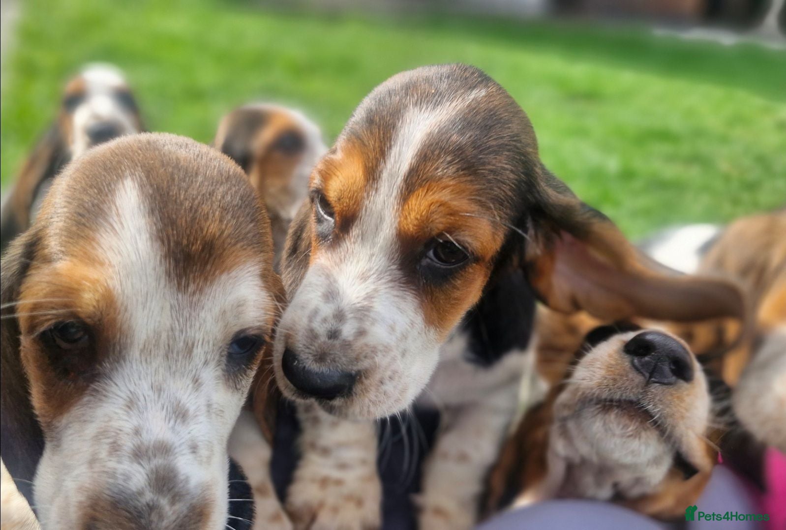 Basset Hound dogs Beautiful Basset Hounds Ready 18th June - Advert 1