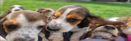 Basset Hound dogs for sale: Beautiful Basset Hounds Ready now - Advert 2