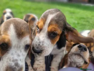Basset Hound dogs Beautiful Basset Hounds Ready 18th June - Advert 8
