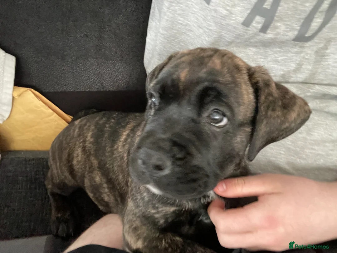 Mixed Breed dogs for sale: 8 week old puppy - Advert 1