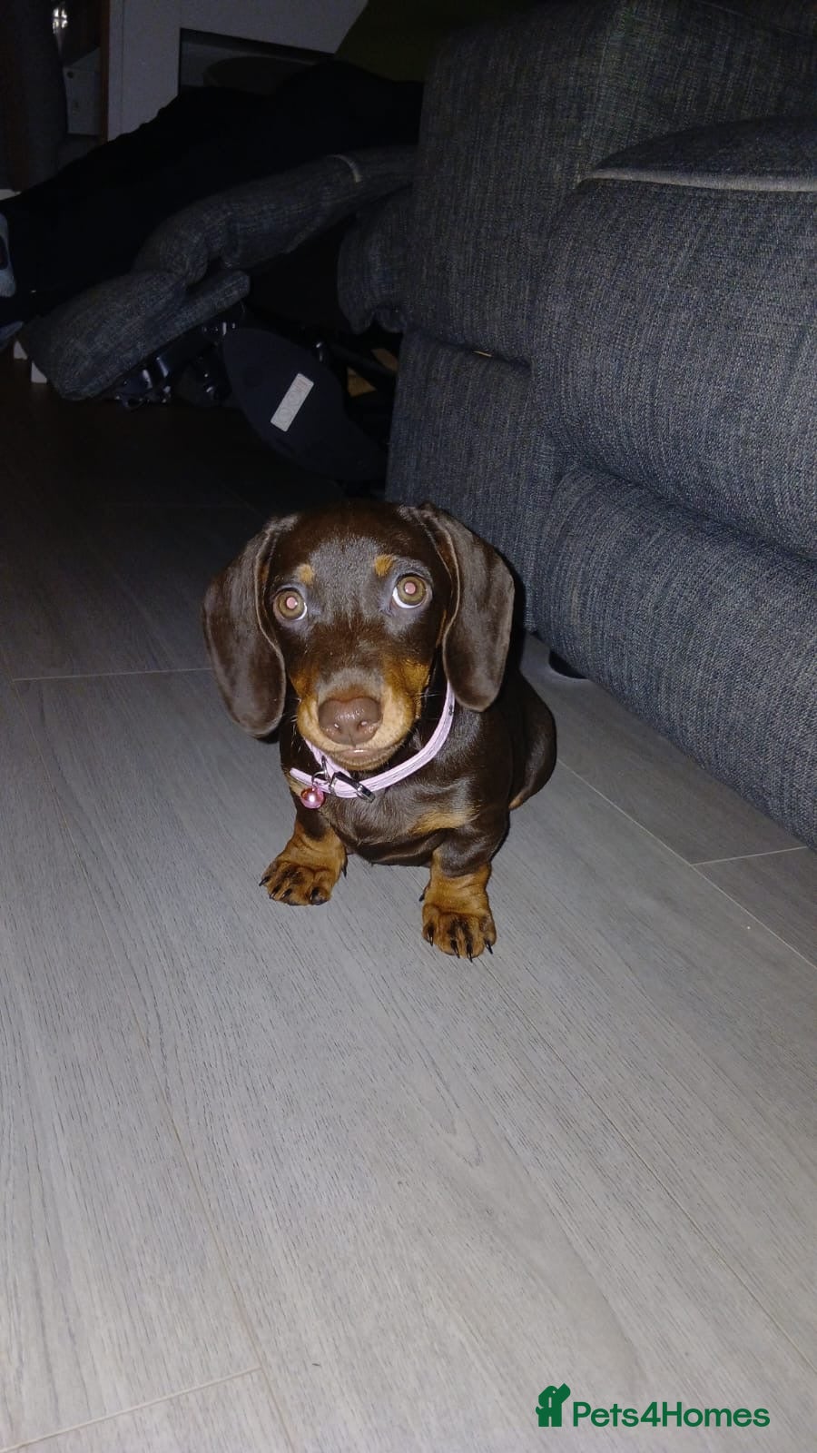 Miniature Dachshund dogs Miniature dachshund girl - Advert 1